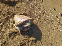 Керчане на берегу пролива нашли голову дельфина