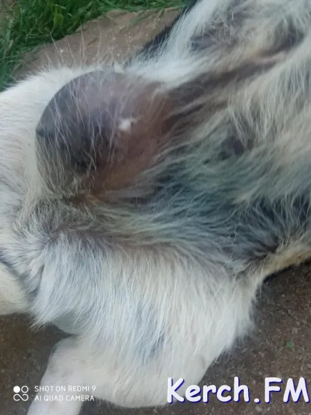 Новости Керчи: Добрая пасхалка: керчанин спас больную собаку