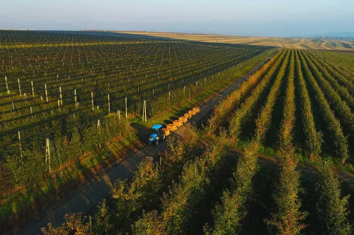 Новости Керчи: В Крыму от майских заморозков пострадало 553 гектара яблонь, черешен и винограда