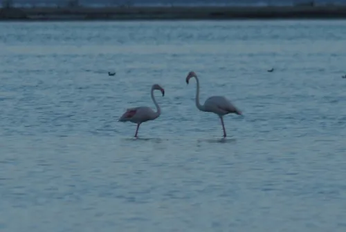 Новости Керчи: Впервые в Крыму у розовых фламинго появятся птенцы