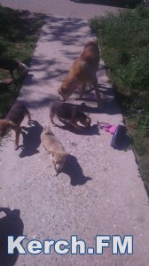 В Керчи пять щенков ждут своих хозяев