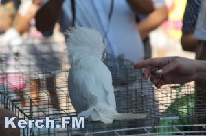 В Керчи показали разные породы голубей