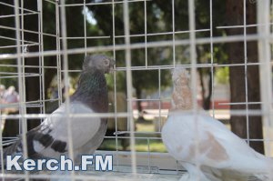 В Керчи показали разные породы голубей