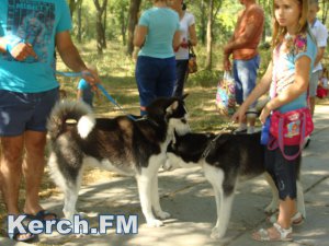 В Керчи прошла всероссийская сертификатная юбилейная выставка собак