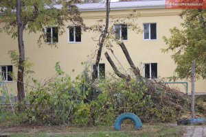 В Керчи во дворах жилых домов обрезают деревья