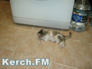 Керченский котенок с особенностями ищет семью
