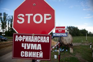 АЧС нанесла ущерб Крыму на 60-80 млн рублей