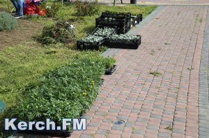 В Керчи на зеленые насаждения и их содержание потратят 2 млн. рублей