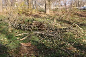 В Керчи  из-за митинга приостановили вырубку деревьев в Комсомольском парке