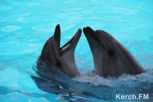 Керченские браконьеры хотели продать краснокнижного дельфина
