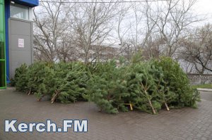 В Керчи началась продажа новогодних елок