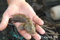 В Крыму рыбаки нарастили вылов рыбы в январе