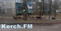 В Керчь к концу марта должны поступить деньги на бродячих животных, - Щербула
