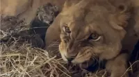 В сафари-парке "Тайган" в Крыму львица отказалась от трех из пяти новорожденных львят