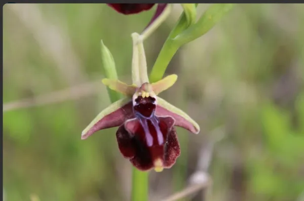 Новости Керчи: В Казантипском заповеднике зацвели редкие орхидеи