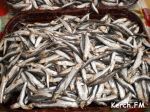 Новости » Криминал и ЧП » Экология: Капитана рыболовного сейнера обвинили в незаконном вылове 19 тонн хамсы