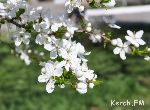 Новости » Экология: Керченская весна (фото)