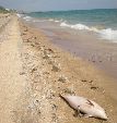 Новости » Криминал и ЧП » Экология: В Черном море рыбаки убивают дельфинов