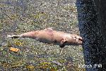 Новости » Экология: В Керчи обнаружены мертвые дельфины-азовки, причина гибели выясняется
