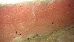 Новости » Экология » Коммуналка: Многоэтажка в Керчи подверглась нашествию тараканов