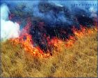 Новости » Криминал и ЧП » Экология: В Керчи из-за неосторожного обращения с огнем горела трава и постройка