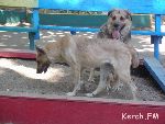 Новости » Экология » Общество: Керчане жалуются на бродячих собак
