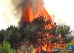 Новости » Экология: В Крыму объявлена чрезвычайная пожароопасность