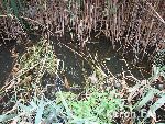 Новости » Экология » Коммуналка: Сточные воды сбрасывают в  Джарджаву, - считает керчанин