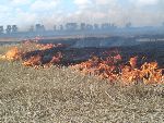 Новости » Криминал и ЧП » Экология: За один день в Керчи сгорели два гектара травы