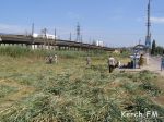 Новости: В Керчи в спальном районе косят камыш для Дня рыбака