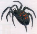 Новости: В Керчи активизровались каракурты и тарантулы