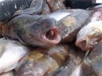 Новости » Экология: Экологи заставляют рыбаков ловить полузадохнувшуюся рыбу