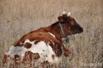 Новости » Криминал и ЧП » Общество: В Керчи стадо коров живет привязанным под открытым небом