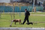 Новости » Общество: Керчане жалуются на то, что на школьном стадионе гуляют с собаками