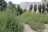 Новости » Экология » Общество: В спальном районе Керчи выросло поле амброзии