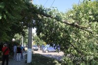 Новости » Криминал и ЧП: В Керчи ветер повалил огромную ветку на дорогу