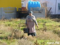 Новости » Общество: За выпас коровы 78-летнюю керчанку оштрафовали почти на тысячу