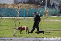 Новости » Ты репортер: Из-за выгула собак в парках страшно гулять с детьми, - керчанка