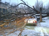 Новости » Криминал и ЧП: В Керчи дерево рухнуло на автомобиль (фото)