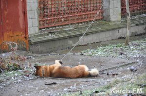 Новости » Коммуналка: В Керчи током убило собаку