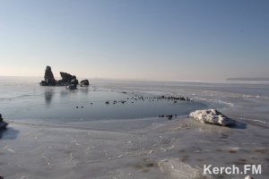 Новости » Общество: На Молодежном пляже в Керчи за лебедями и утками следят хищники (фото, видео)