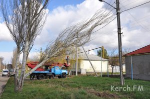 Новости » Криминал и ЧП: В Керчи из-за ветра тополь рухнул на линии электропередач