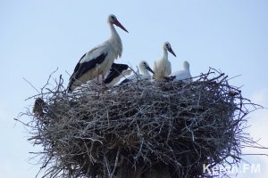 Новости » Общество: Опукский заповедник предлагает изучить белых аистов в Крыму