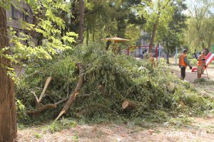 Новости » Общество: В Керчи дерево упало на детскую площадку