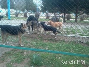 Новости » Общество: Керчане жалуются на стаи собак, но питомника в городе пока не будет