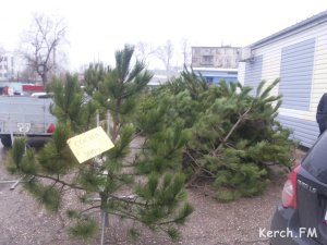 Новости » Общество: В Керчи открылся елочный базар