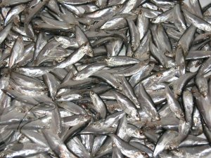 Новости » Общество: В Керчи построят крупный логистический центр по хранению и заморозке рыбы