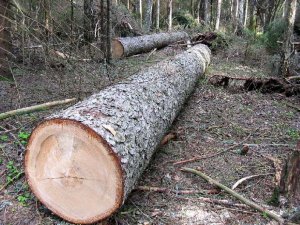 В Керчи незаконно срубили лесные насаждения на 50 тысяч рублей