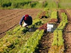 Новости » Общество: Крыму выделили 127 млн рублей на поддержку растениеводства