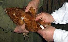 Новости » Экология: На Керченском полуострове гибнет птица